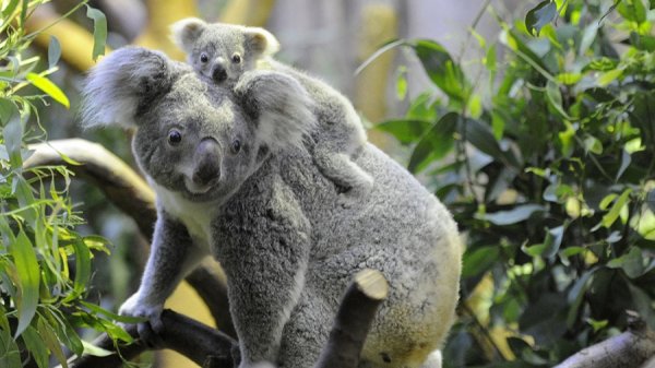 Declararon a los koalas australianos “en peligro de extinción”