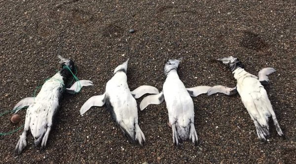Encuentran pingüinos muertos con signos de ahorcamiento en Chubut