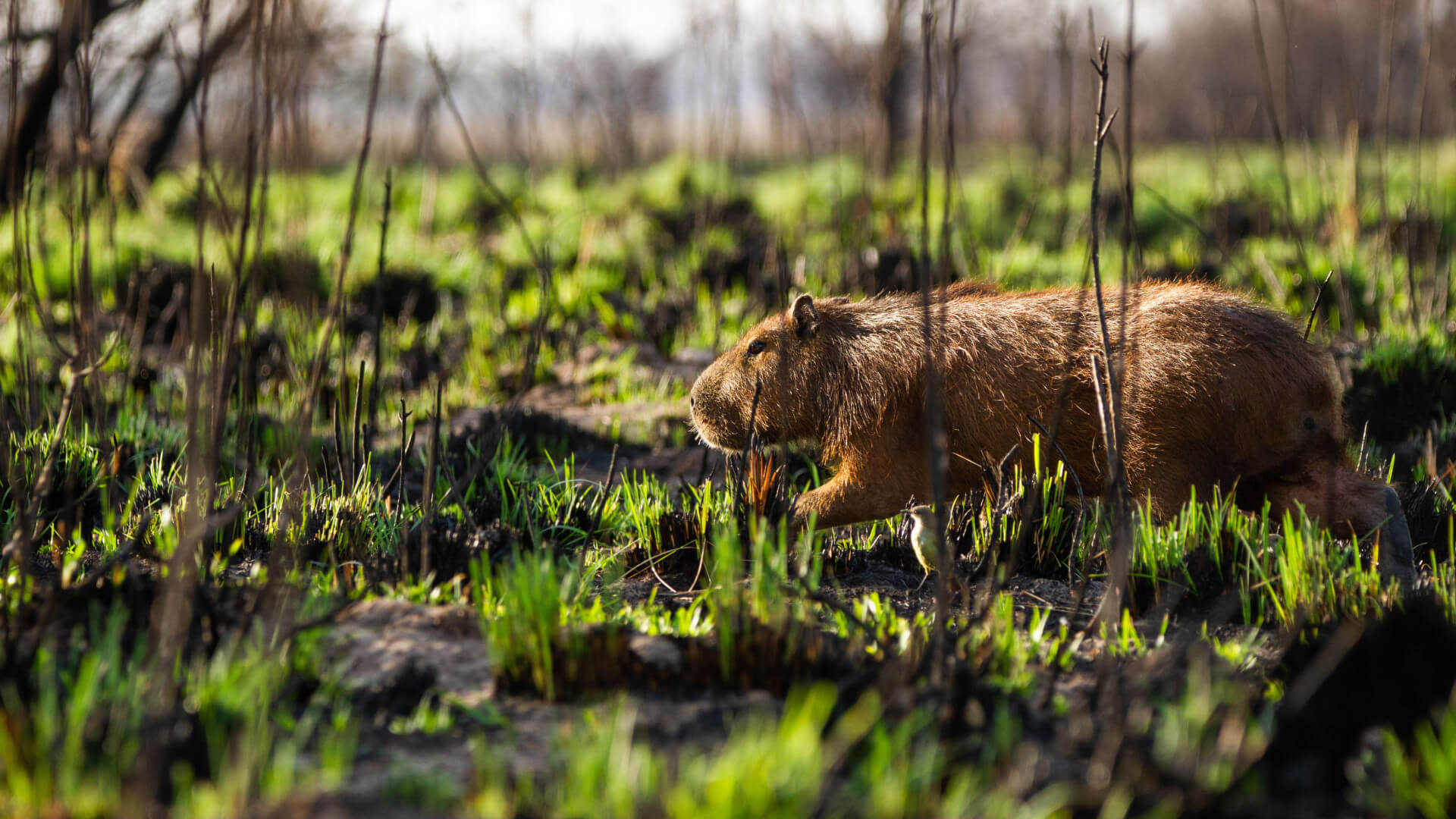 Conforman un equipo para el rescate de la fauna afectada por el fuego