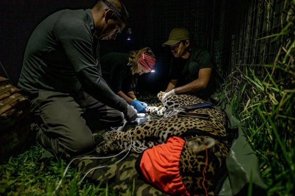 El fuego amenaza al proyecto de reintroducción del yaguareté en Corrientes