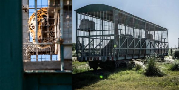 Buscan trasladar a Sudáfrica a 4 tigres abandonados en un vagón en San Luis