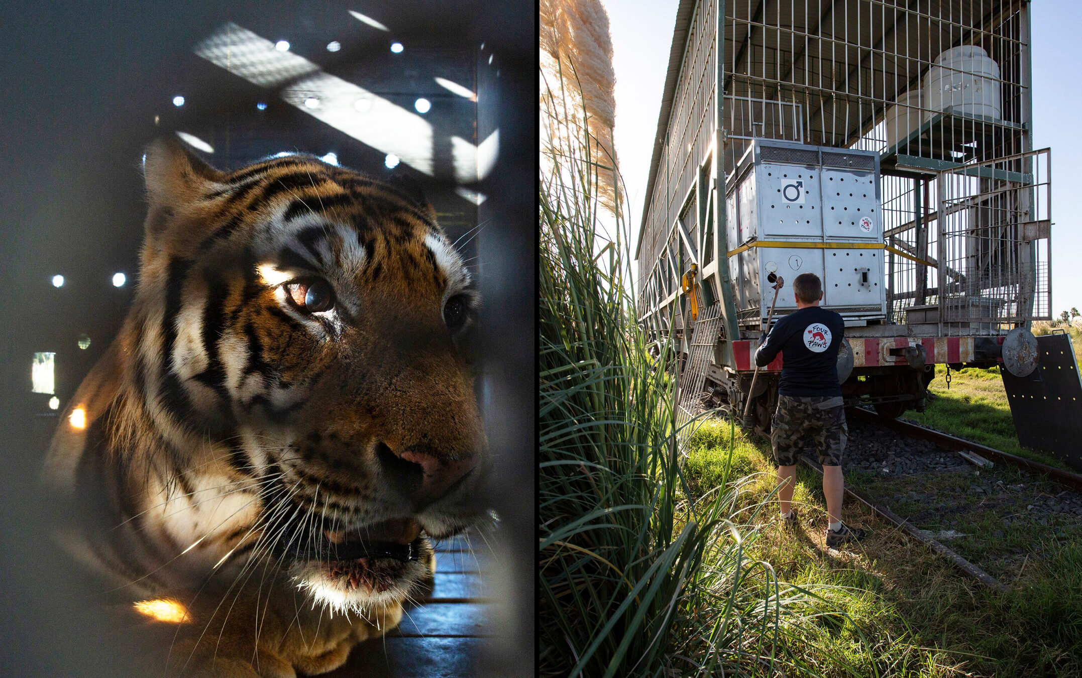 Comenzó el traslado a Sudáfrica de cuatro tigres abandonados en San Luis