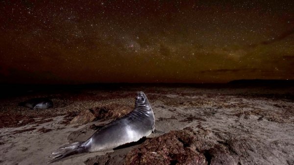 Una fotógrafa argentina fue premiada por su foto de un elefante marino y la Vía Láctea