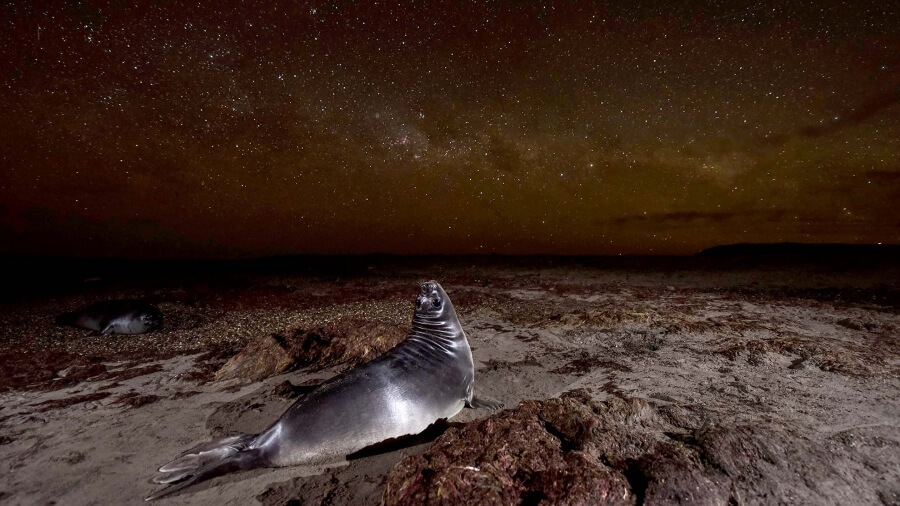 Una fotógrafa argentina fue premiada por su foto de un elefante marino y la Vía Láctea