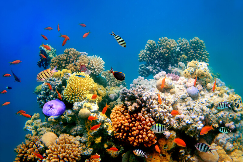 La Gran Barrera de Coral australiana sufre un blanqueamiento por el cambio climático
