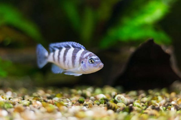 Científicos demuestran que los peces de agua dulce tienen aptitudes para las matemáticas