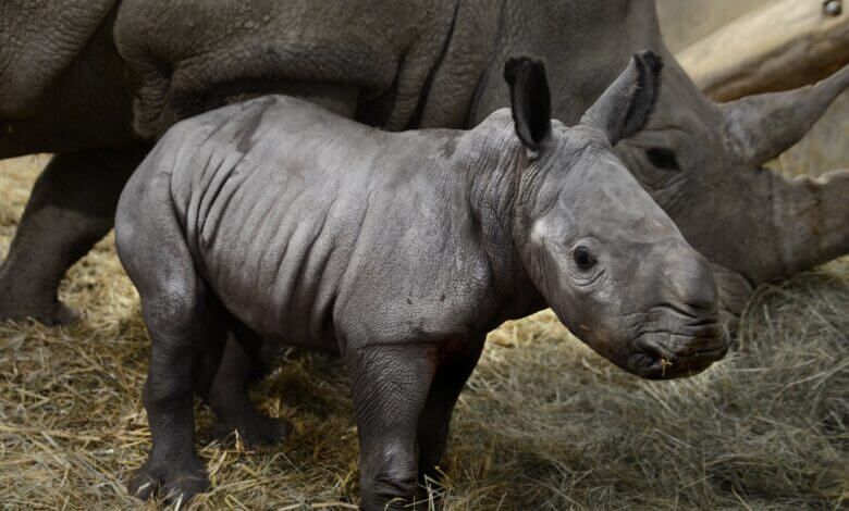 “Queenie”, la rinoceronte bebé que hace honor a la reina Isabel II