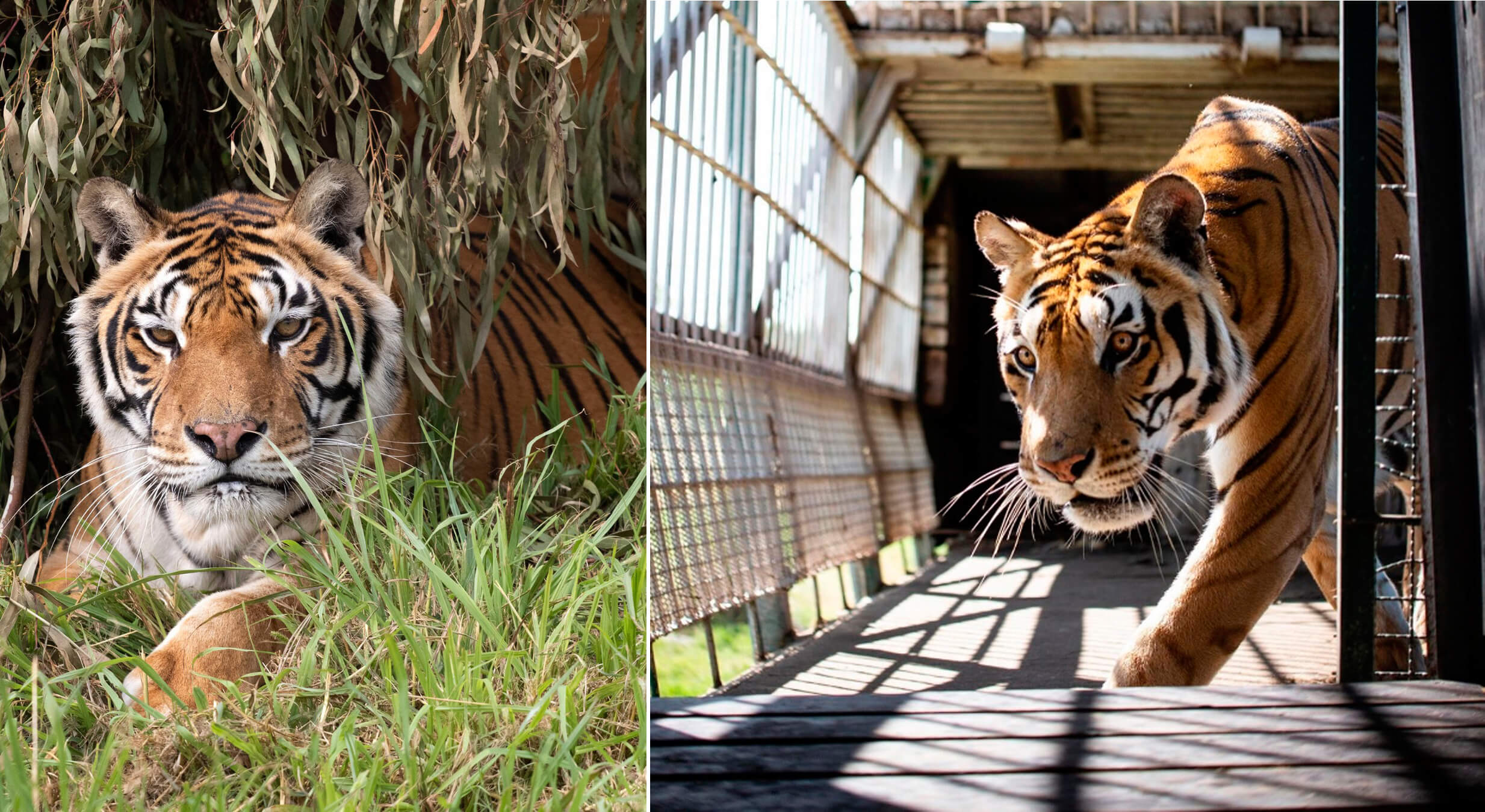 Los tigres abandonados en San Luis ya llegaron a su nuevo hogar en Sudáfrica