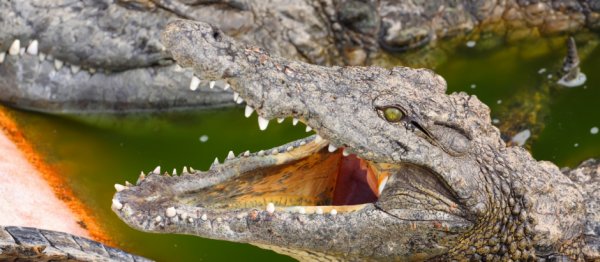 Identifican huellas fósiles de cocodrilos gigantes en Canadá