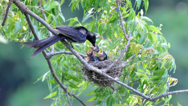 Por el cambio climático, las aves están anidando un mes antes que hace un siglo