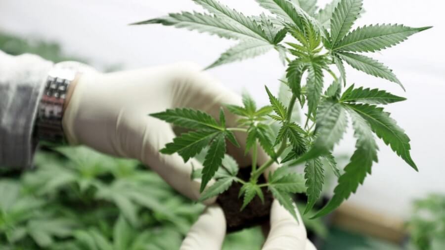 Jujuy inició la cosecha de cannabis medicinal “más importante de Latinoamérica”