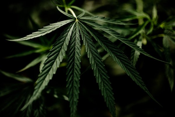 Regulan productos vegetales a base de cannabis con fines terapéuticos