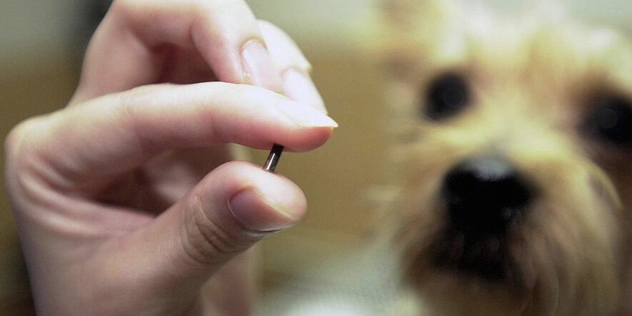 Proponen colocar un microchip obligatorio en perros y gatos de CABA