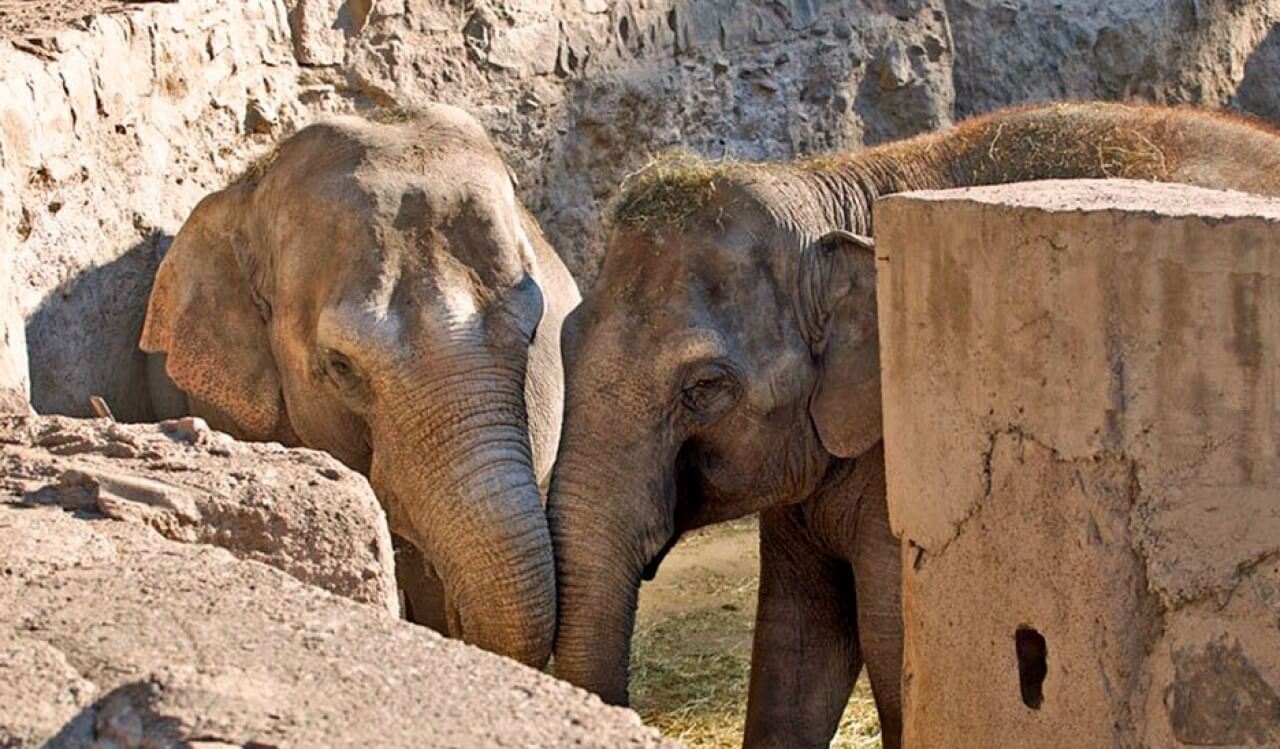 Las elefantas Pocha y Guillermina por fin tendrán un nuevo hogar en Brasil