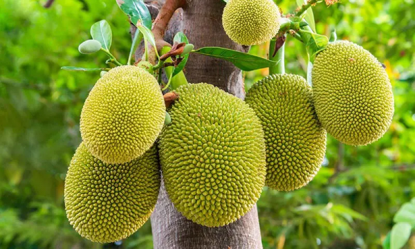 Jackfruit, la fruta que busca reemplazar a la carne