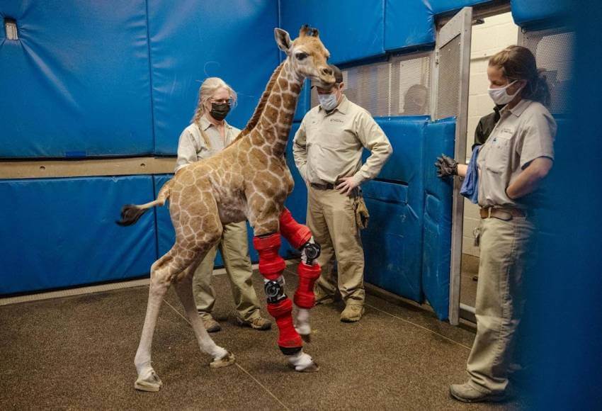 Rescatan a una jirafa bebé que nació con una malformación en sus patas