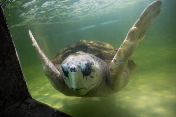 El tortugo Jorge, de 99 kilos, podría ser trasladado de Mendoza a Mar del Plata