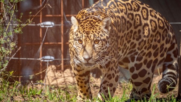 Una yaguareté uruguaya llegó a nuestro país para ayudar a la reintroducción de la especie