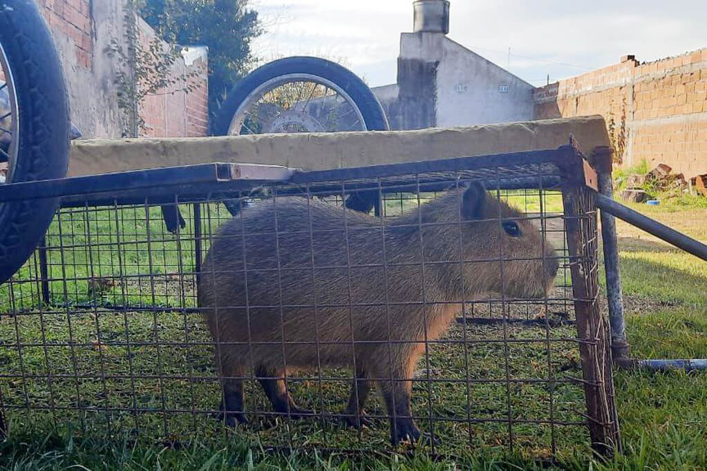 Rescataron a “Toti”, un carpincho que fue secuestrado en Mar del Plata