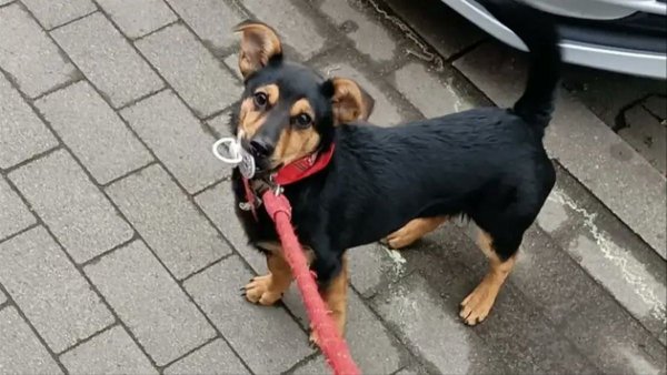 Tras cumplir la cuarentena, el perro Coco recupera su libertad y viaja a Córdoba