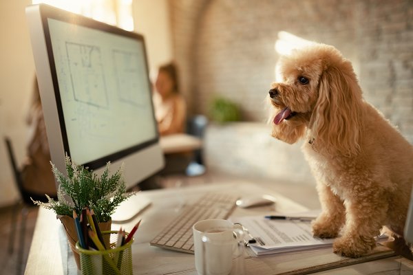 22 de junio: Día Mundial de Llevar el Perro al Trabajo