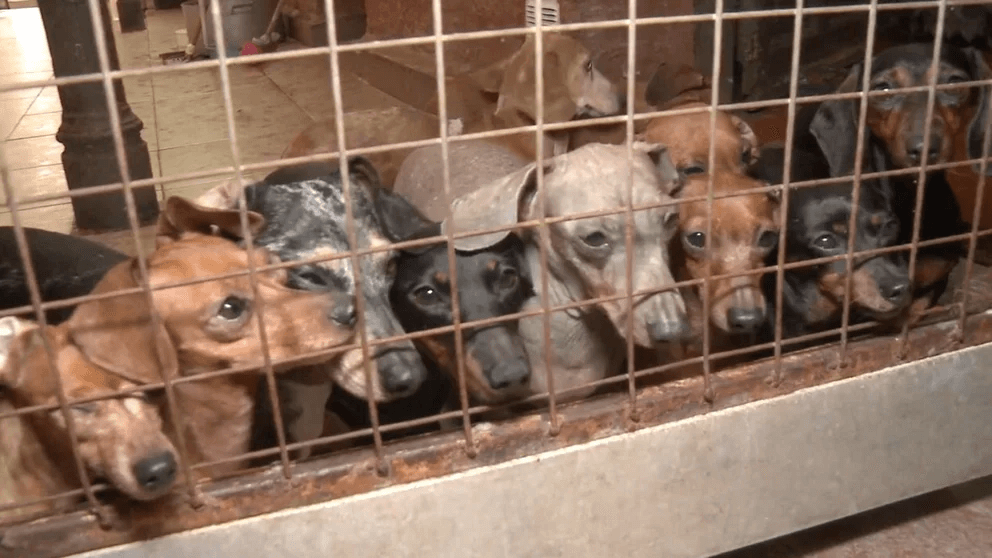 Rescatan 55 perros salchicha de un criadero ilegal en Caballito