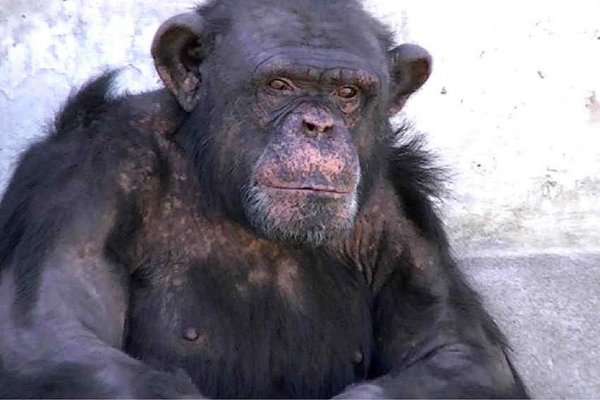 Presentan un habeas corpus para “Toti”, un chimpancé cautivo en Río Negro