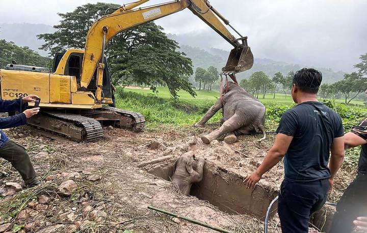 Rescatan a un elefante bebé y a su mamá tras caer en una zanja en Tailandia