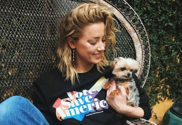 Amber Heard podría ir presa por tráfico de perros