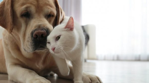 Jujuy aprobó una ley que declara a los animales de compañía como “seres sintientes”