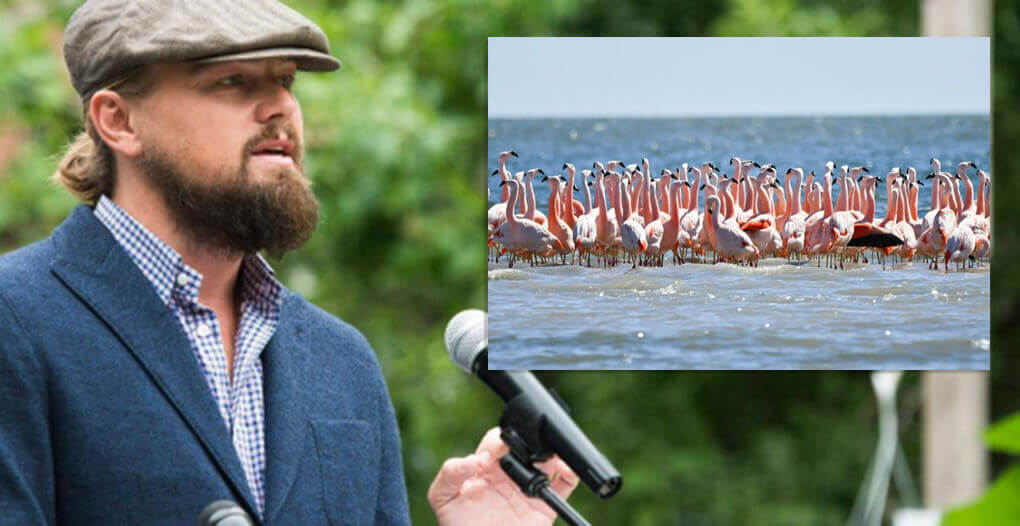 Leonardo DiCaprio valoró la creación del Parque Nacional Ansenuza