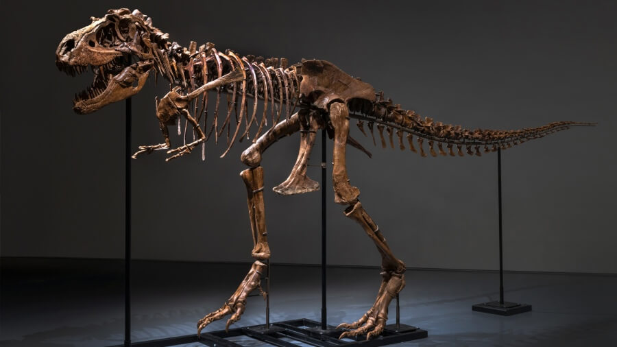 Venden un esqueleto de dinosaurio por 6,1 millones de dólares en Nueva York
