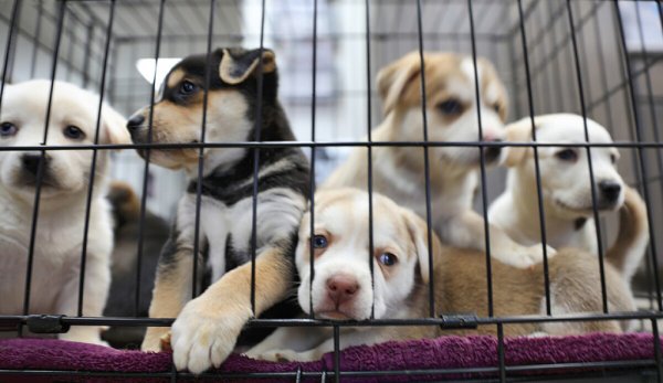 Nueva York prohibió la venta de perros y gatos en tiendas para alentar la adopción