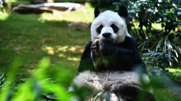 Muere a los 35 años el panda macho en cautiverio más longevo del mundo