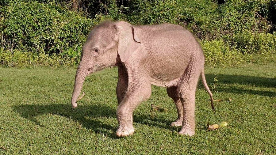 Nació un elefante blanco, símbolo de buena suerte, en Myanmar