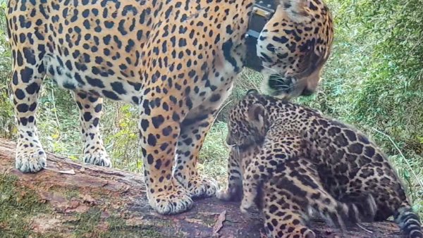 Nacieron dos cachorros de yaguareté en los Esteros del Iberá