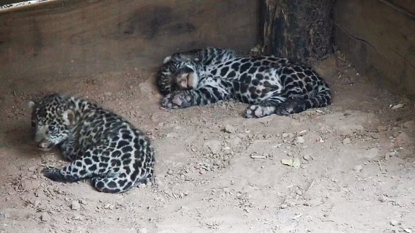 Nacieron dos yaguaretés en el Parque Nacional El Impenetrable