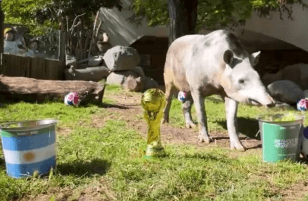 Manolo, el tapir chileno que pronosticó la derrota de Argentina con Arabia Saudita