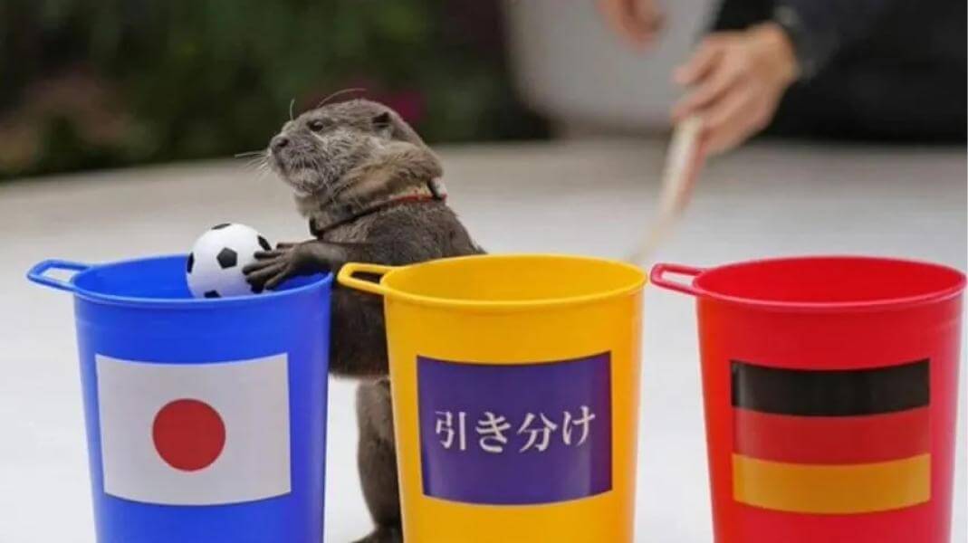 “Taiyo”, la nutria que predice los resultados del Mundial