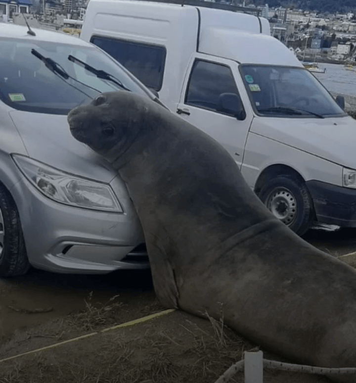 Hola País: Un elefante marino se acostó a dormir arriba de un auto