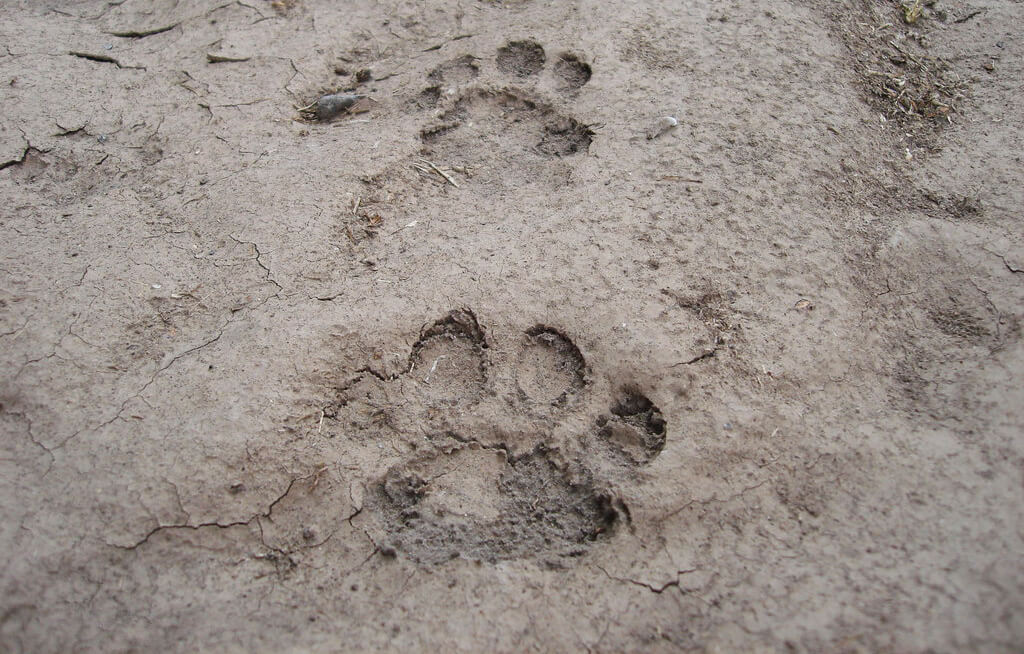 Hola País: Un puma suelto en Neuquén