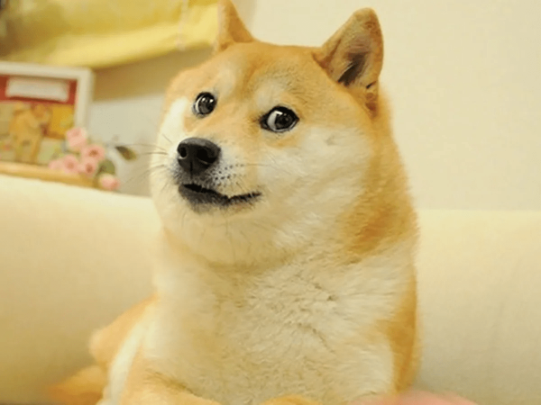 La perrita que inspiró el meme “doge” se recupera tras un estado crítico de salud