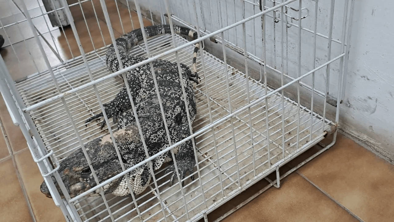 Hola País: Apareció un lagarto en una casa de Córdoba Capital