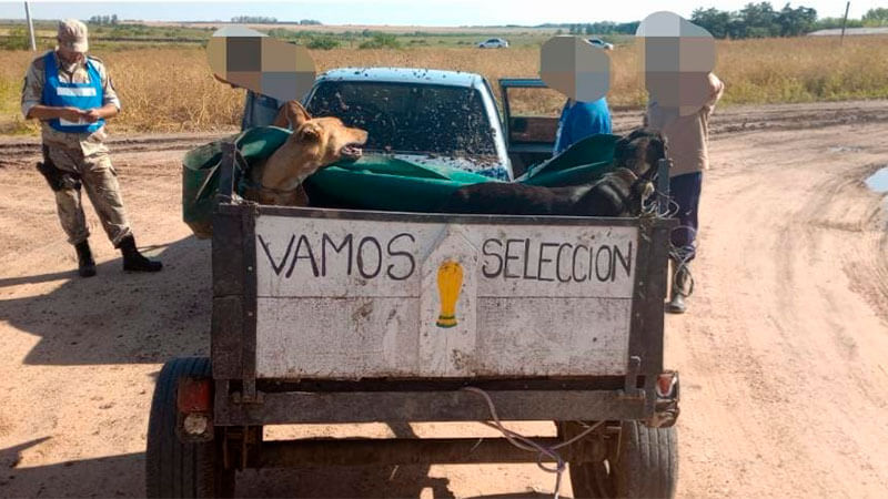 Hola País: Llevaban ñandúes en un acoplado mundialista en Gualeguaychú