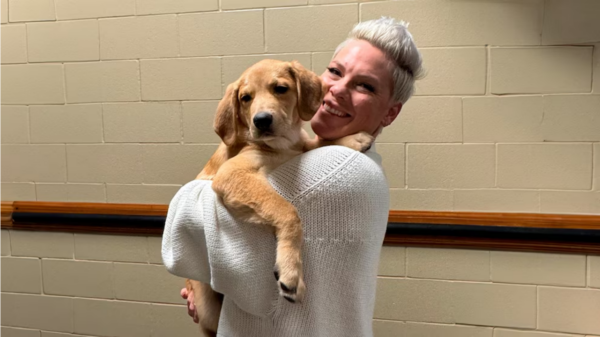 P!nk suma a su gira a un perro rescatado