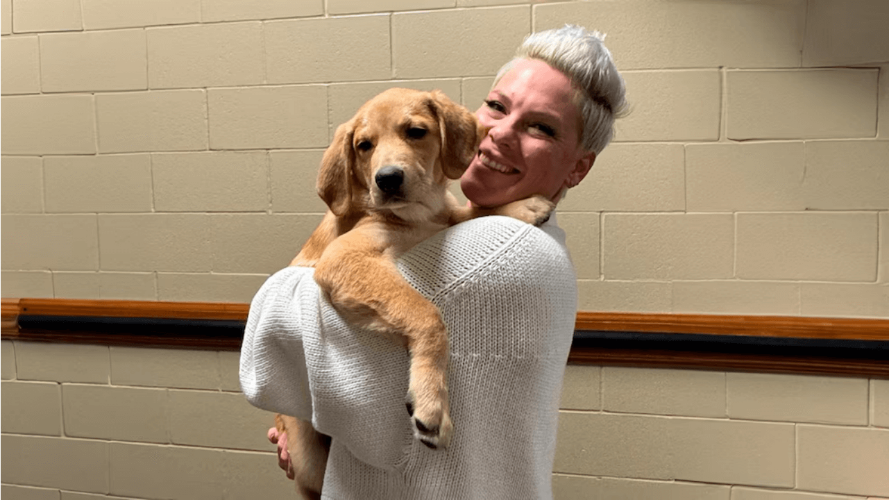 P!nk suma a su gira a un perro rescatado