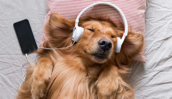 Los perros se relajan mas con reggae y rock suave