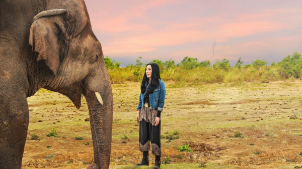 Cher firma una petición para salvar a dos elefantes