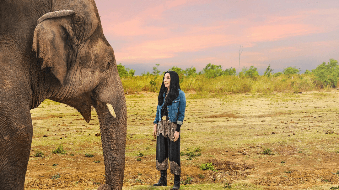 Cher firma una petición para salvar a dos elefantes
